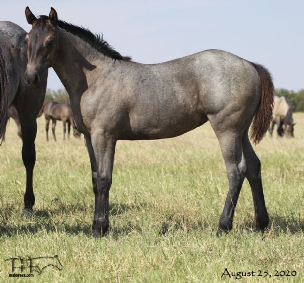 Hancocks Blu Babe's 2020 Filly